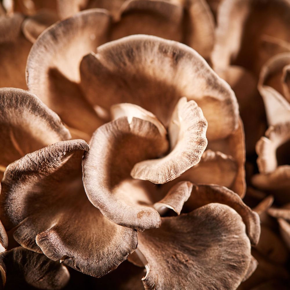 Maitake