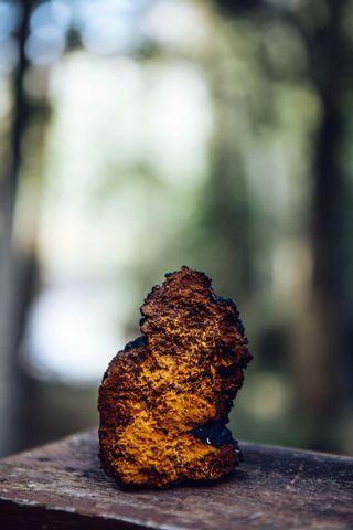 El chaga es un hongo funcional conocido por su alto contenido de antioxidantes y su relación con la protección celular.