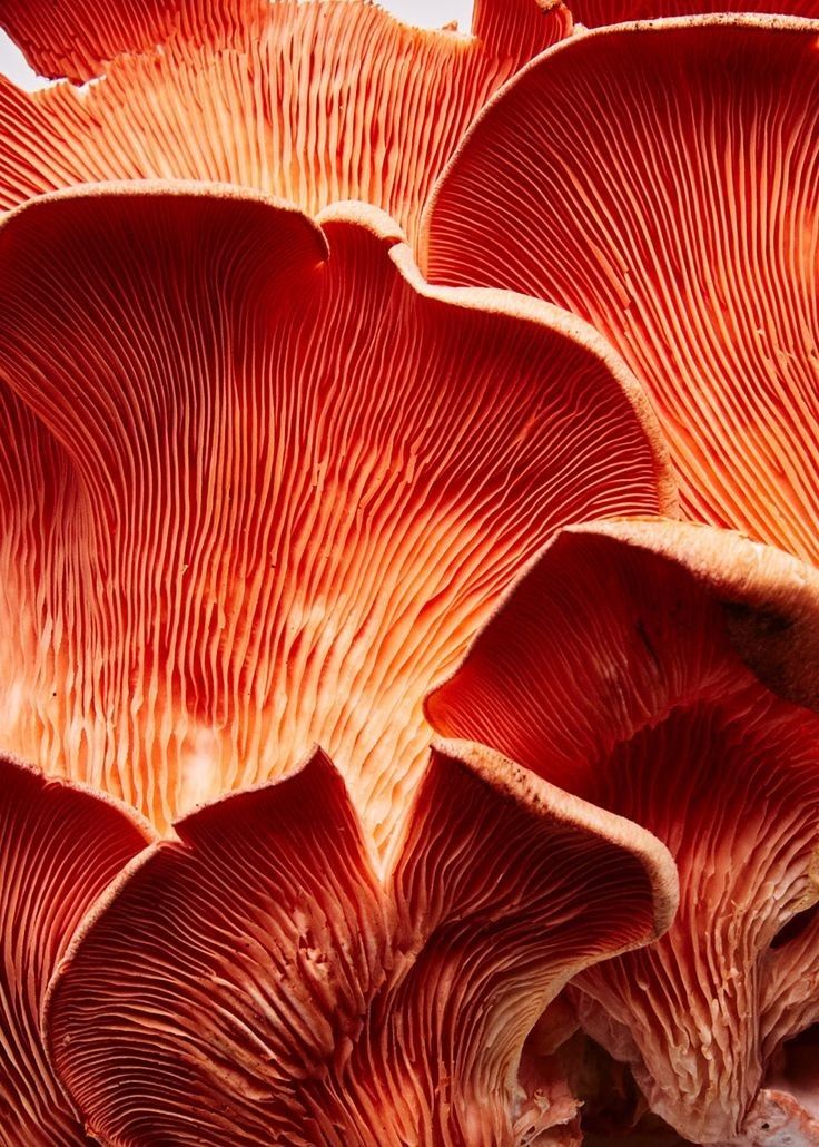 Reishi vs. melatonina para dormir: lo que dice la evidencia